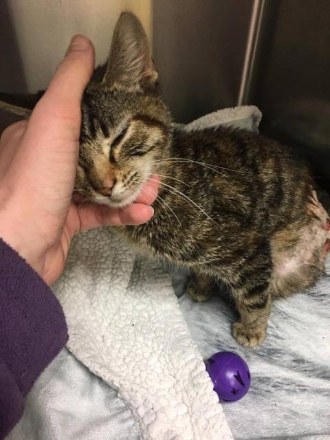 Zina, Adoptable, Adult Female Domestic Short Hair.