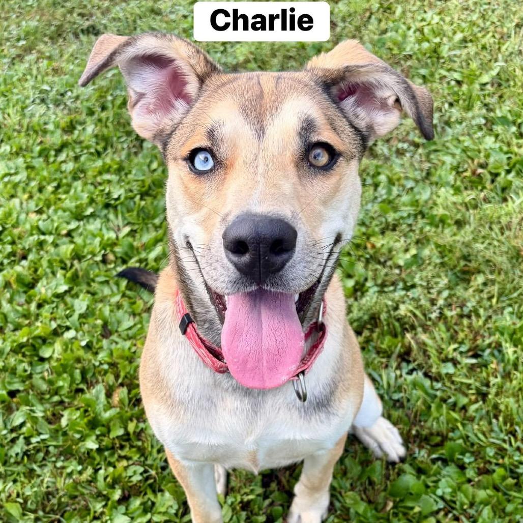 Charlie, Adoptable, Young Female Pit Bull Terrier.