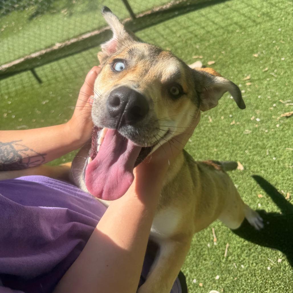 Enlarge Charlie, a Adoptable Pit Bull Terrier in Pekin, IL image 5/6