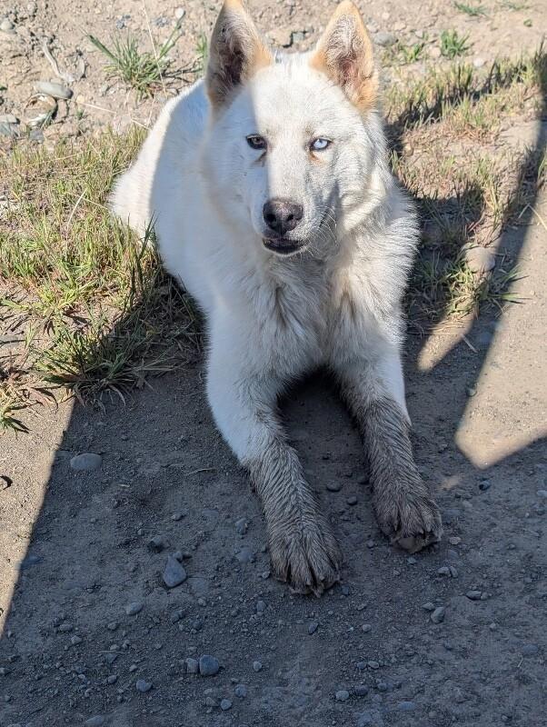 Enlarge Ghost, a Adoptable mixed breed in renton, WA image 2/3
