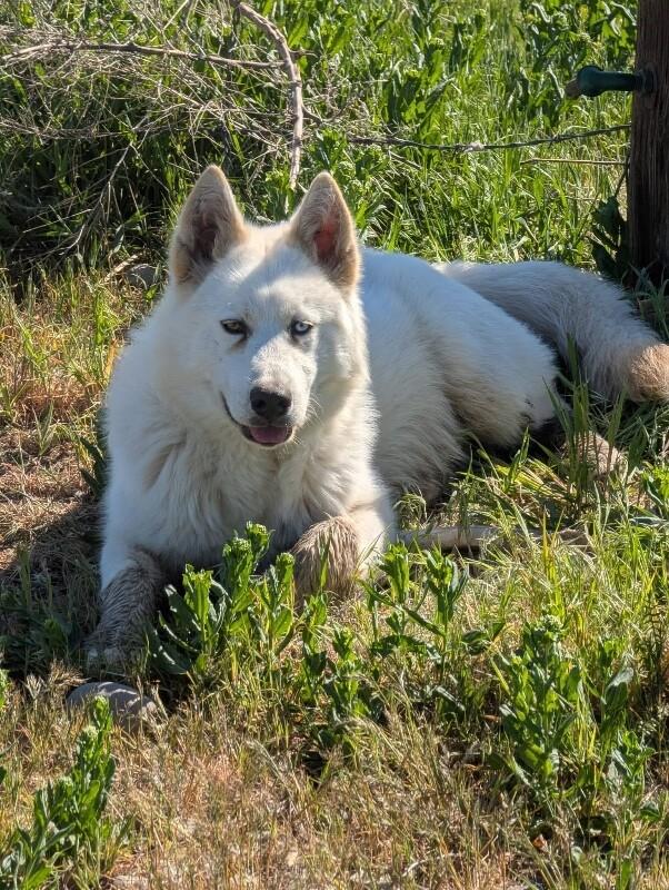 Enlarge Ghost, a Adoptable mixed breed in renton, WA image 3/3