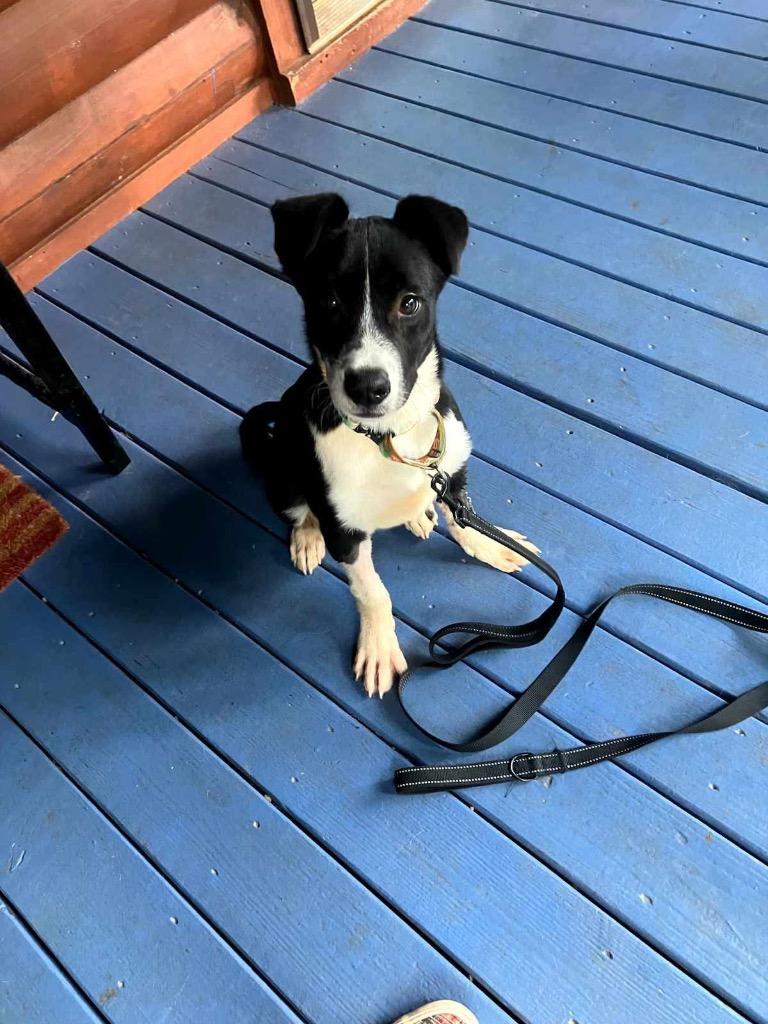 Dante, a Adoptable mixed breed in Sharpsburg, GA image 1/2