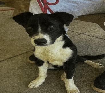 Dante, a Adoptable mixed breed in Sharpsburg, GA image 2/2