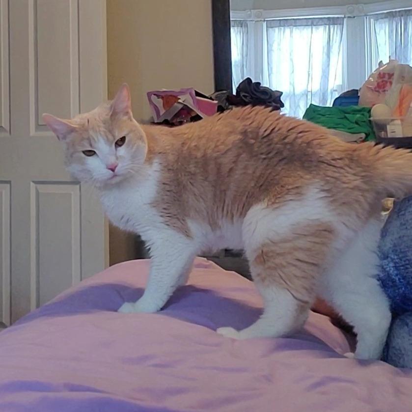 Annie, Adoptable, Adult Female Domestic Short Hair.