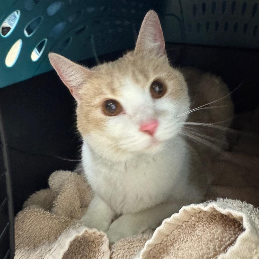Annie, a Adoptable Domestic Short Hair in York, PA image 2/4