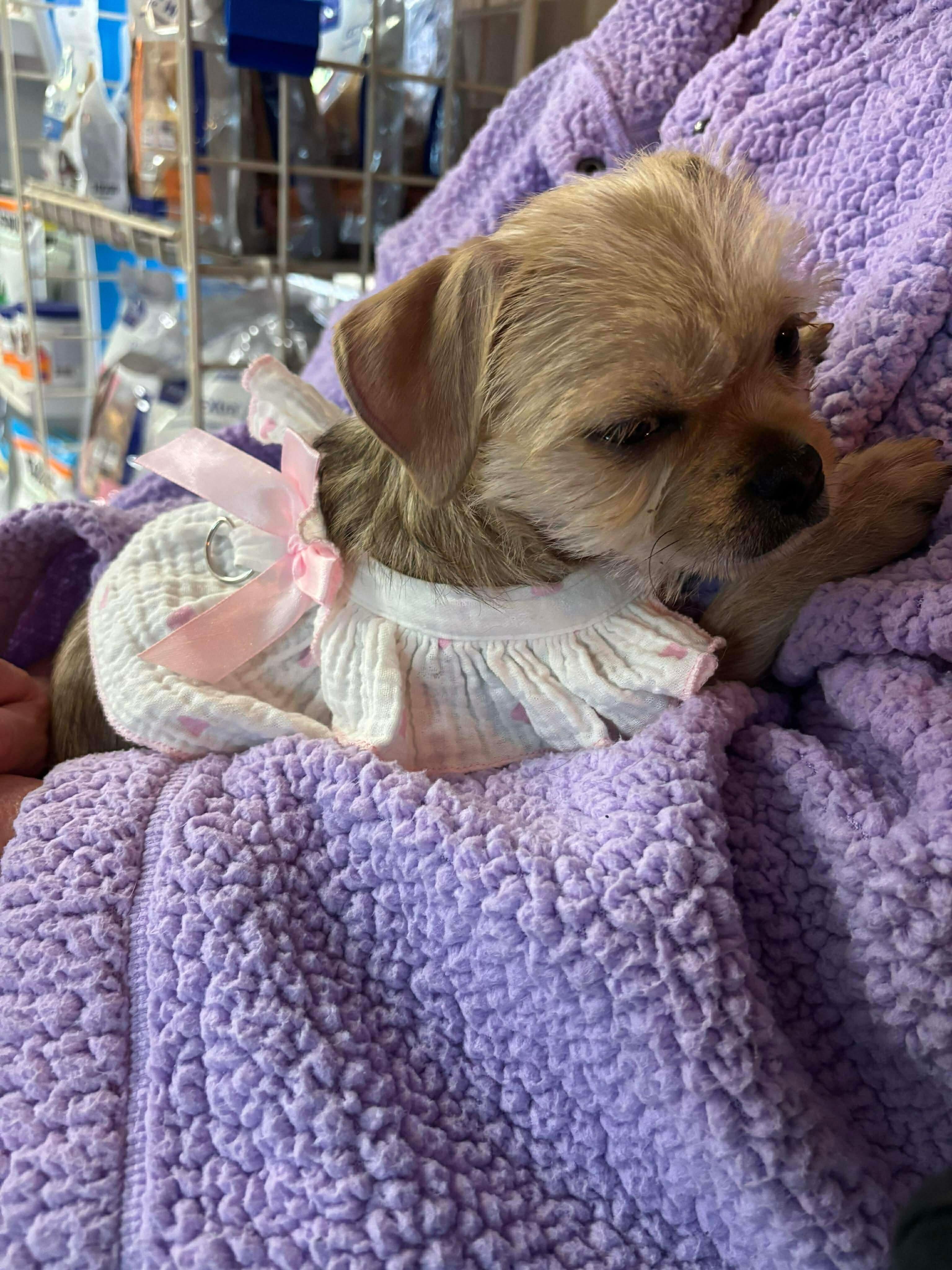 Enlarge Saige, an adopted mixed breed in Uxbridge, MA image 1/1