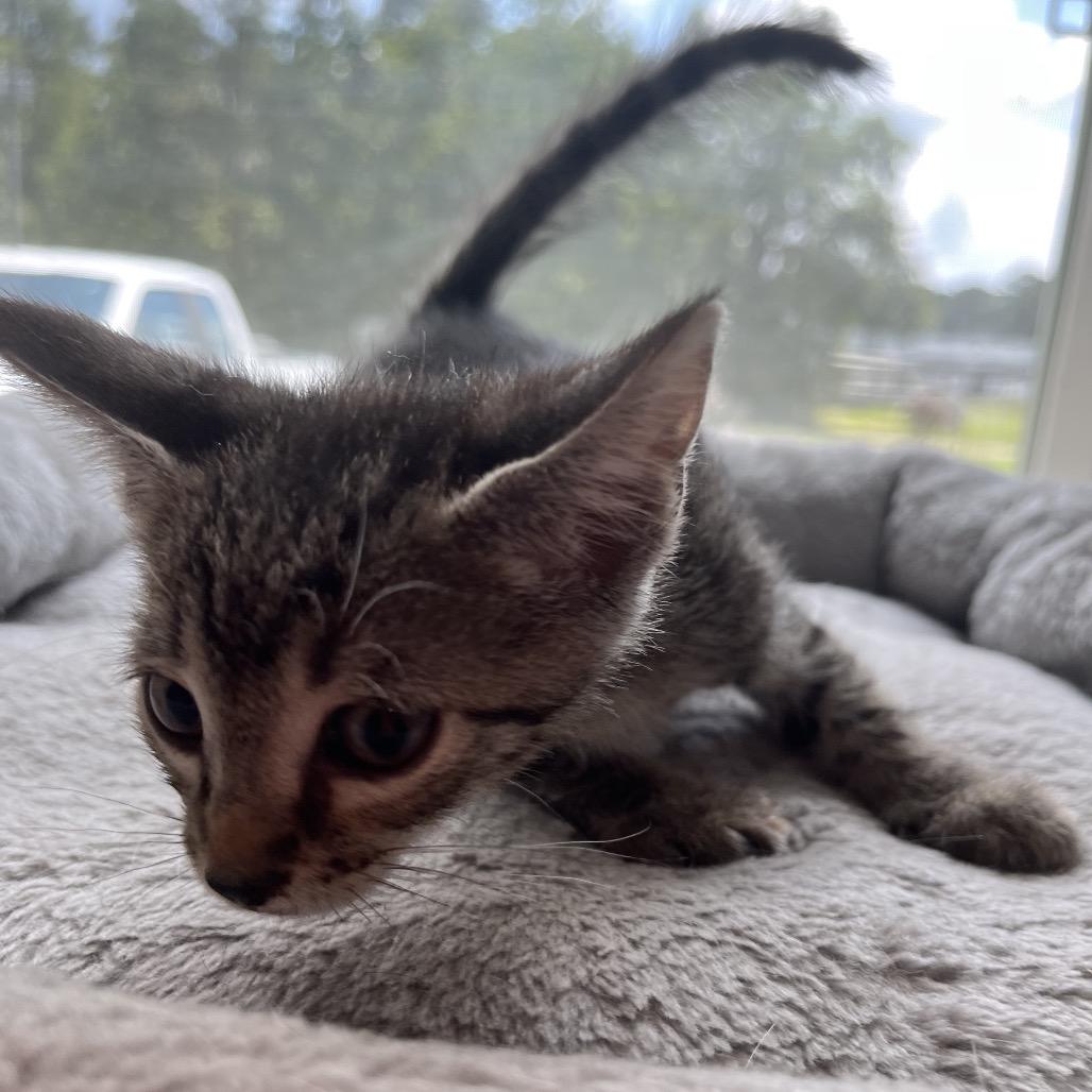 Henry, Adoptable, Kitten Male Domestic Short Hair.
