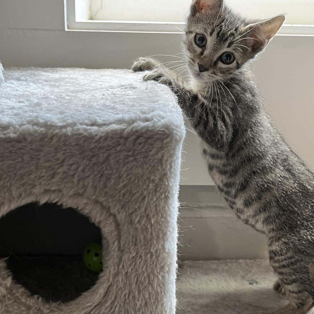Henry, a Adoptable Domestic Short Hair in Richmond Hill, GA image 3/3