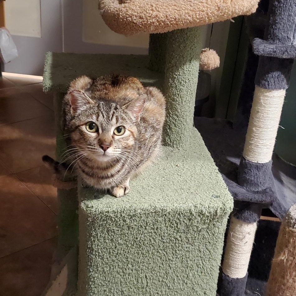 Cinnamon, a Adoptable Tabby in Salinas, CA image 4/4