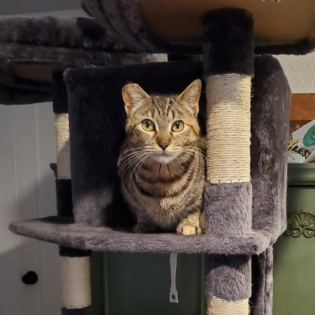 Cinnamon, a Adoptable Tabby in Salinas, CA image 2/4