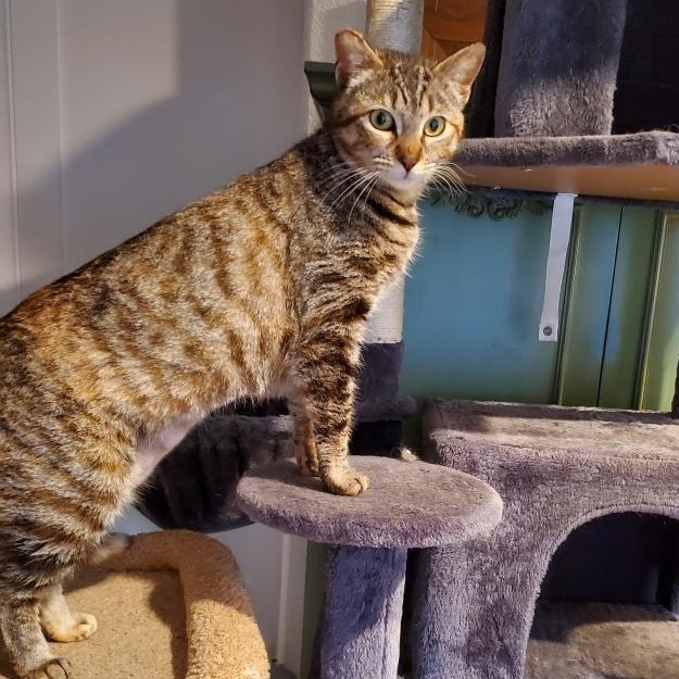 Cinnamon, Adoptable, Young Female Tabby.