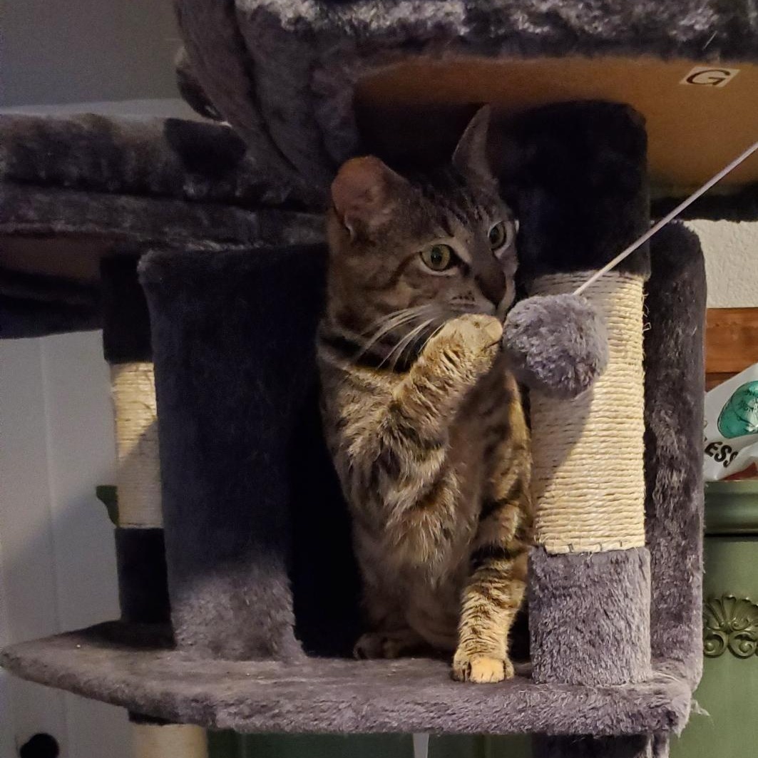 Cinnamon, a Adoptable Tabby in Salinas, CA image 3/4