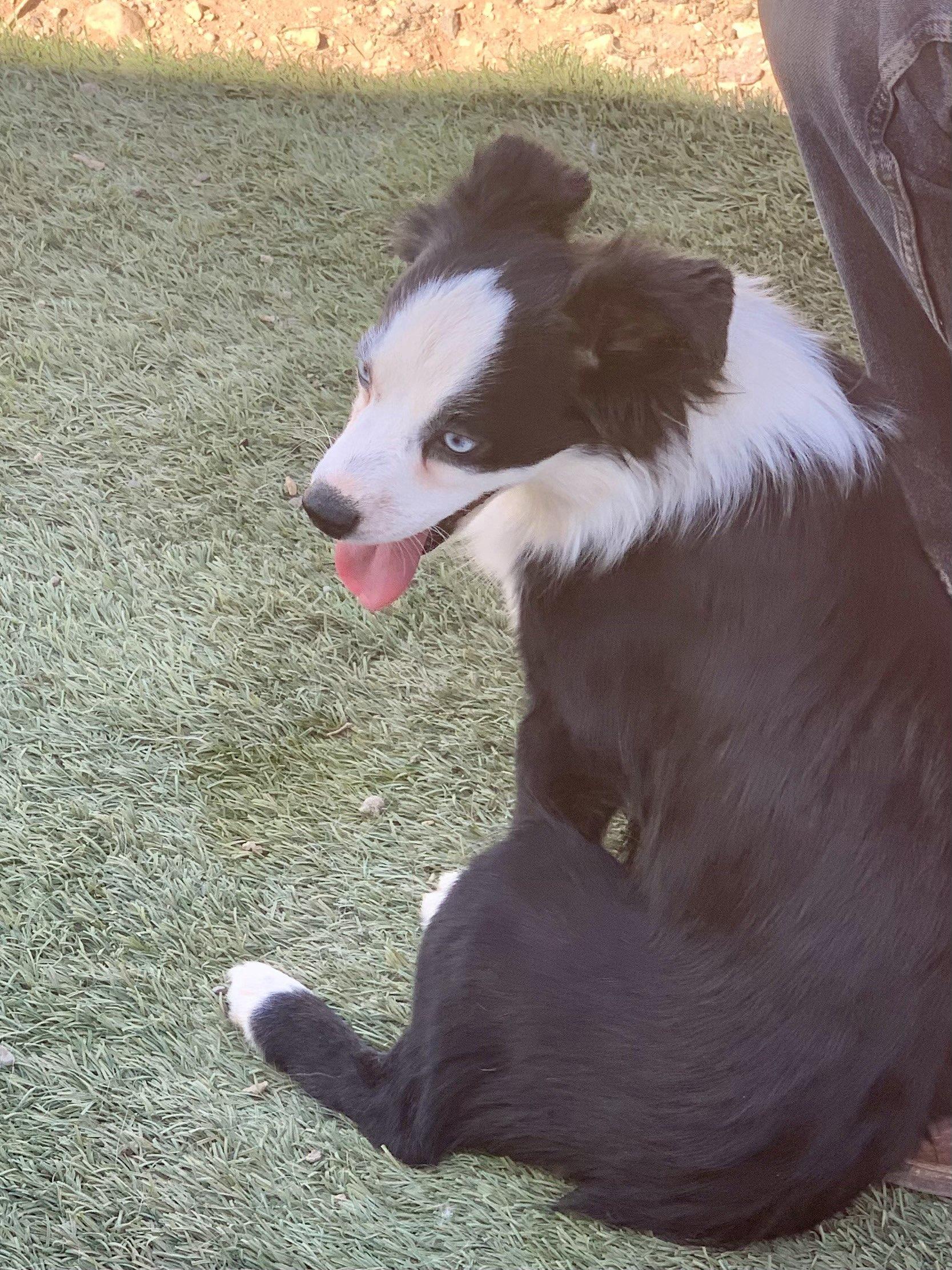 PENDING 6/18/25 - Kitty, adorable 1 year old purebred Mini/Toy Aussie, a ADOPTABLE Australian Shepherd in Oro Valley, AZ image 3/5