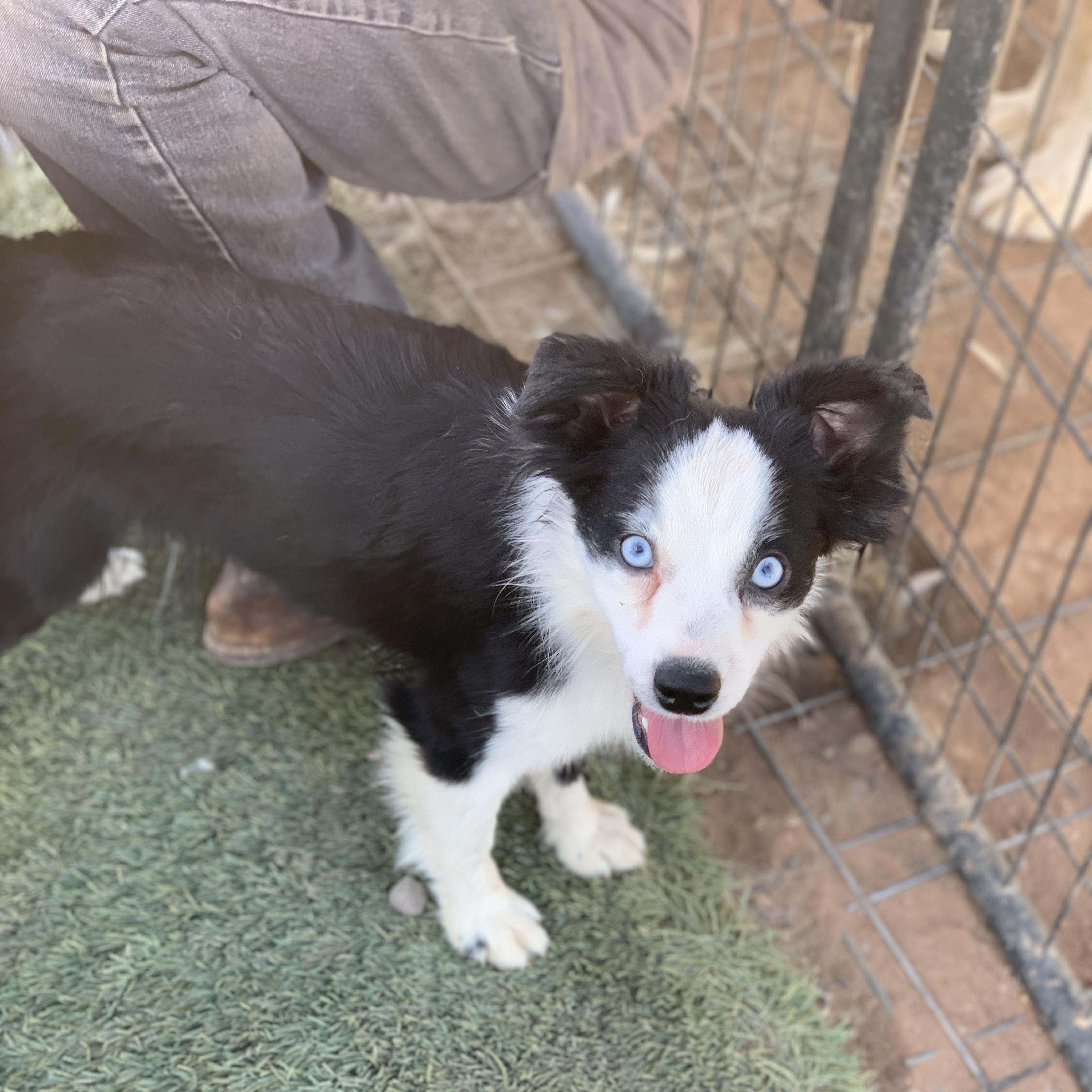 PENDING 6/18/25 - Kitty, adorable 1 year old purebred Mini/Toy Aussie, a ADOPTABLE Australian Shepherd in Oro Valley, AZ image 2/5