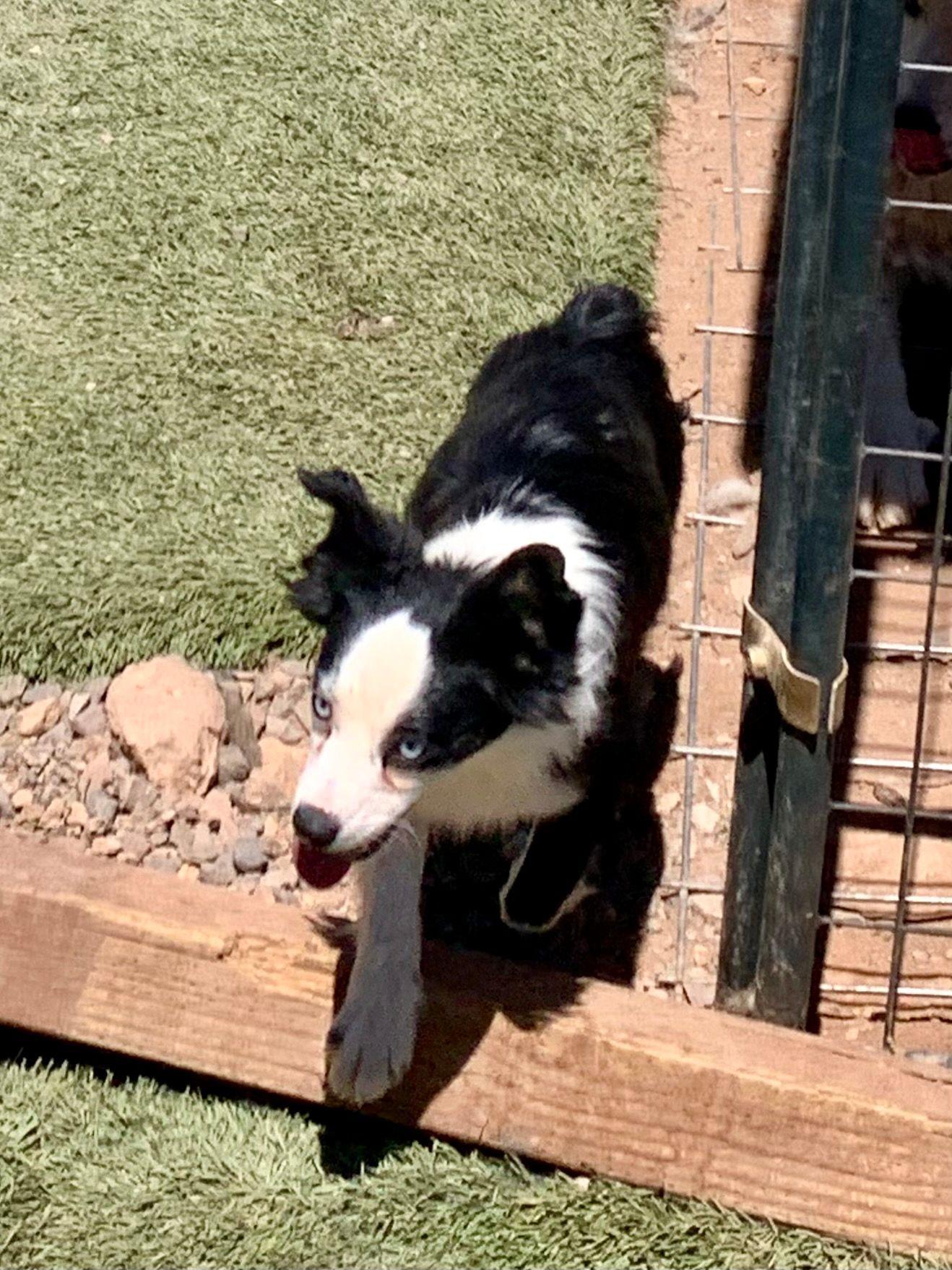 PENDING 6/18/25 - Kitty, adorable 1 year old purebred Mini/Toy Aussie, a ADOPTABLE Australian Shepherd in Oro Valley, AZ image 4/5