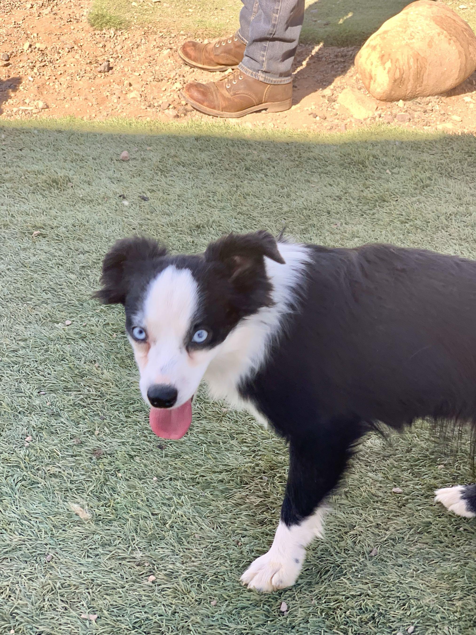 PENDING 6/18/25 - Kitty, adorable 1 year old purebred Mini/Toy Aussie, a ADOPTABLE Australian Shepherd in Oro Valley, AZ image 5/5