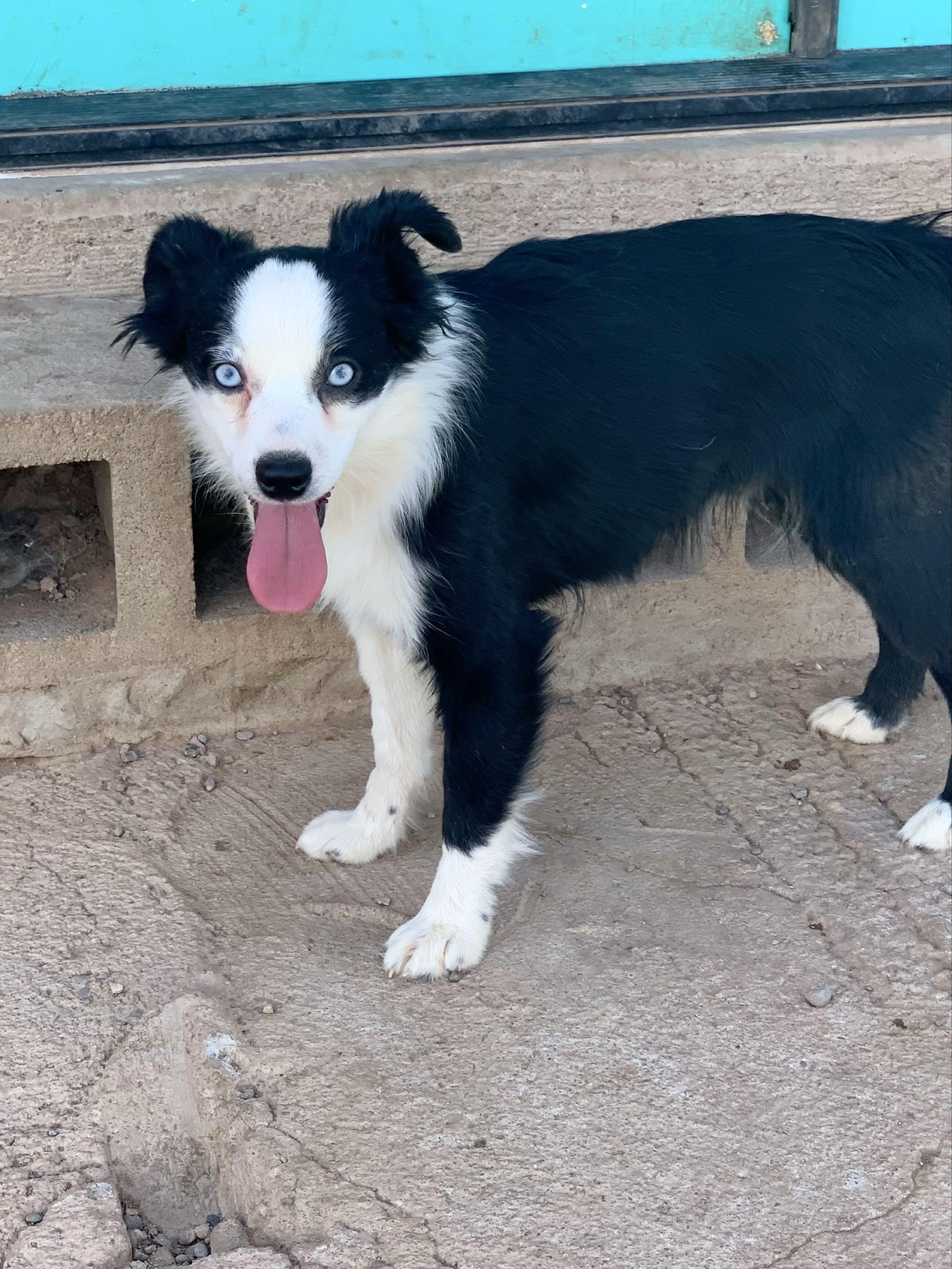 PENDING 6/18/25 - Kitty, adorable 1 year old purebred Mini/Toy Aussie, a ADOPTABLE Australian Shepherd in Oro Valley, AZ image 1/5