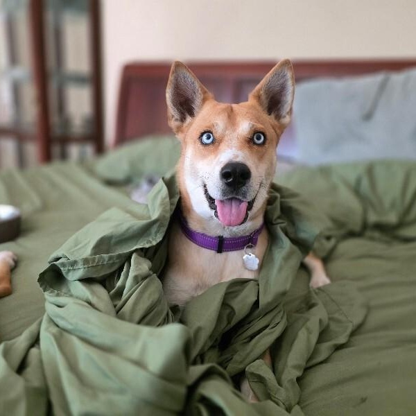 Darling Delilah the blue eyed beauty — thumbnail 3