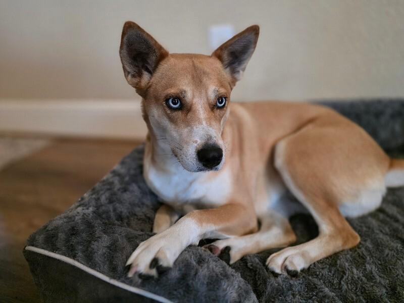 Darling Delilah the blue eyed beauty — thumbnail 4