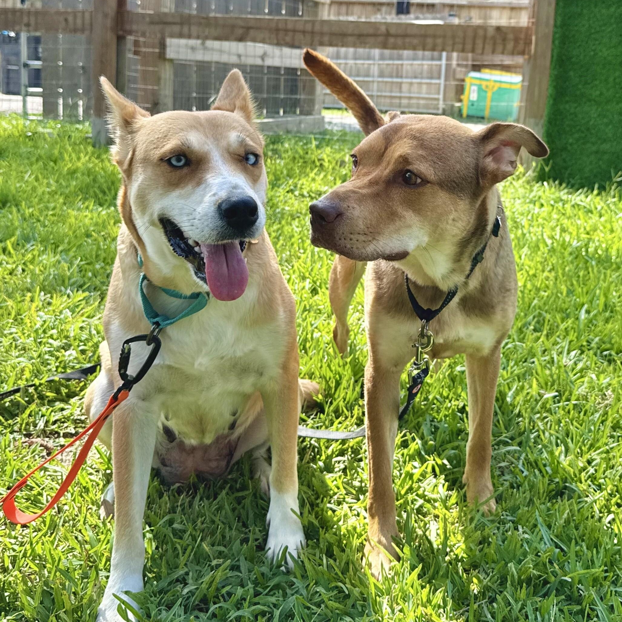 Darling Delilah the blue eyed beauty — thumbnail 5