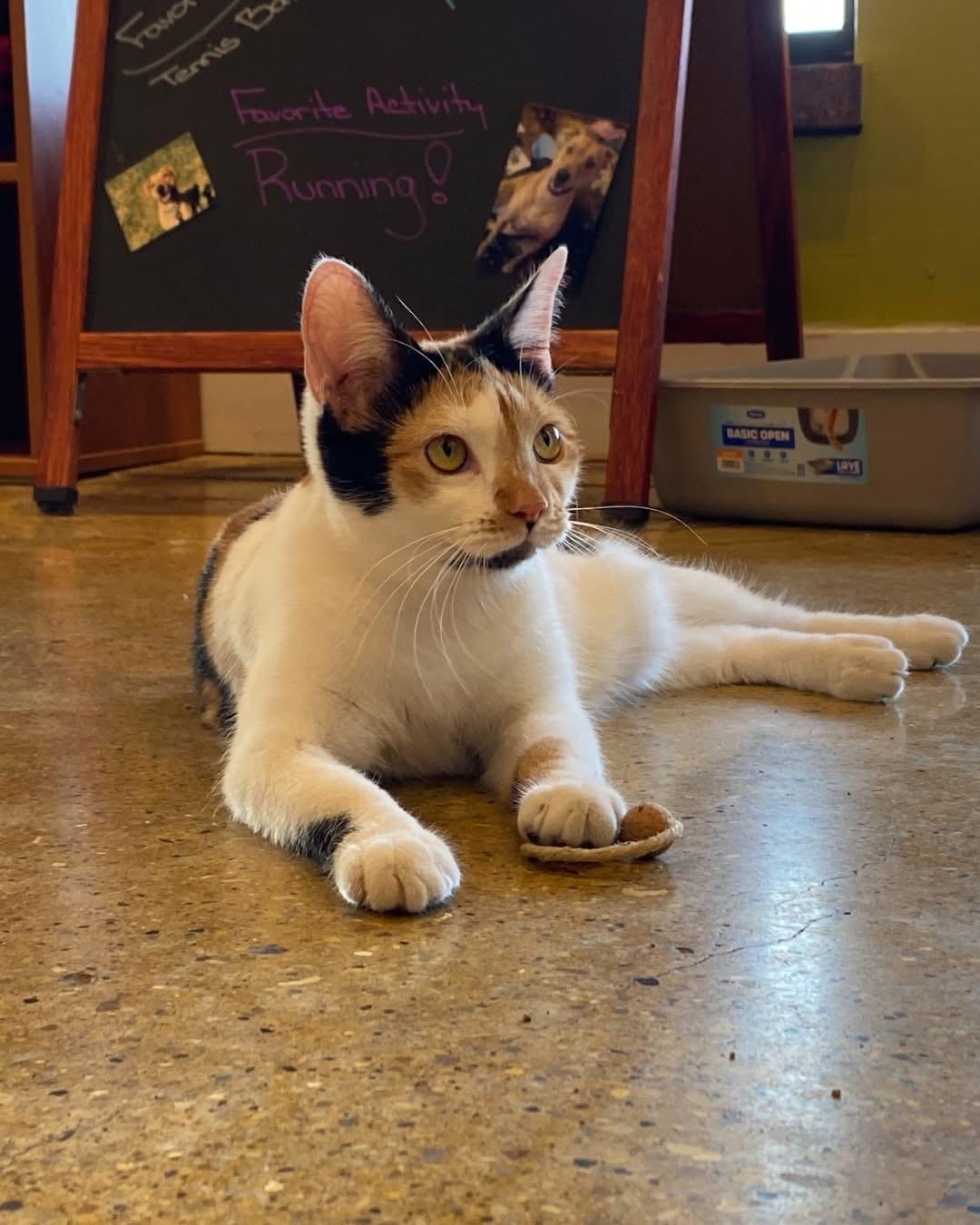 Allspice *Bonded Pair*