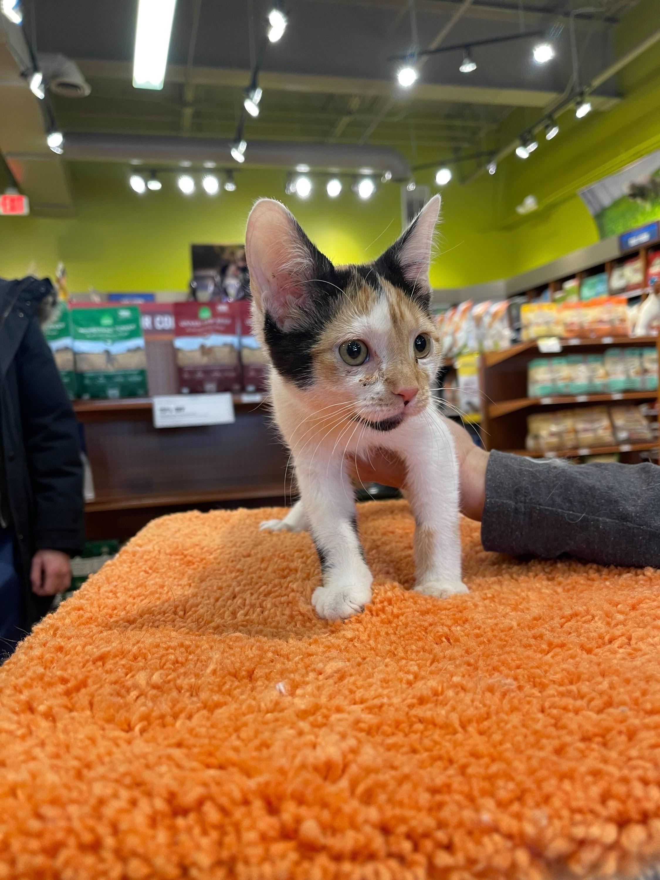 Allspice *Bonded Pair*