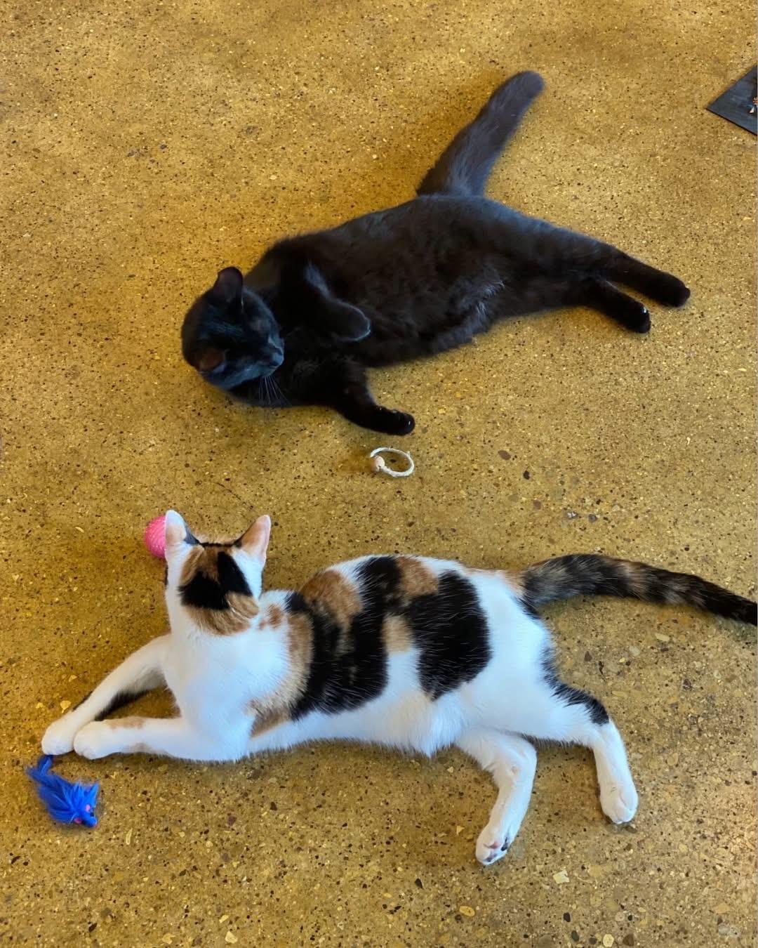 Allspice *Bonded Pair*