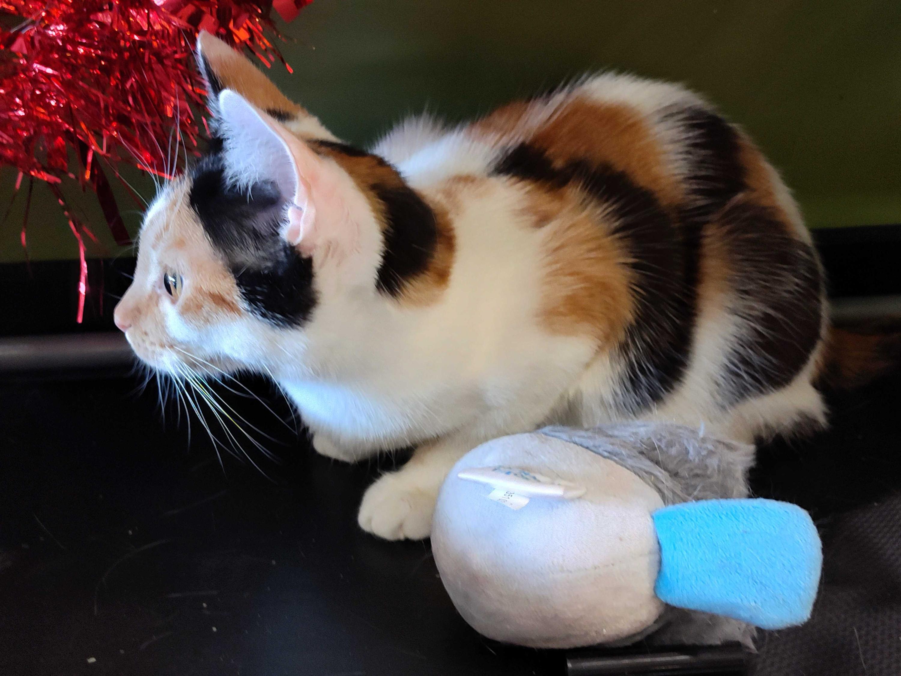 Allspice *Bonded Pair*