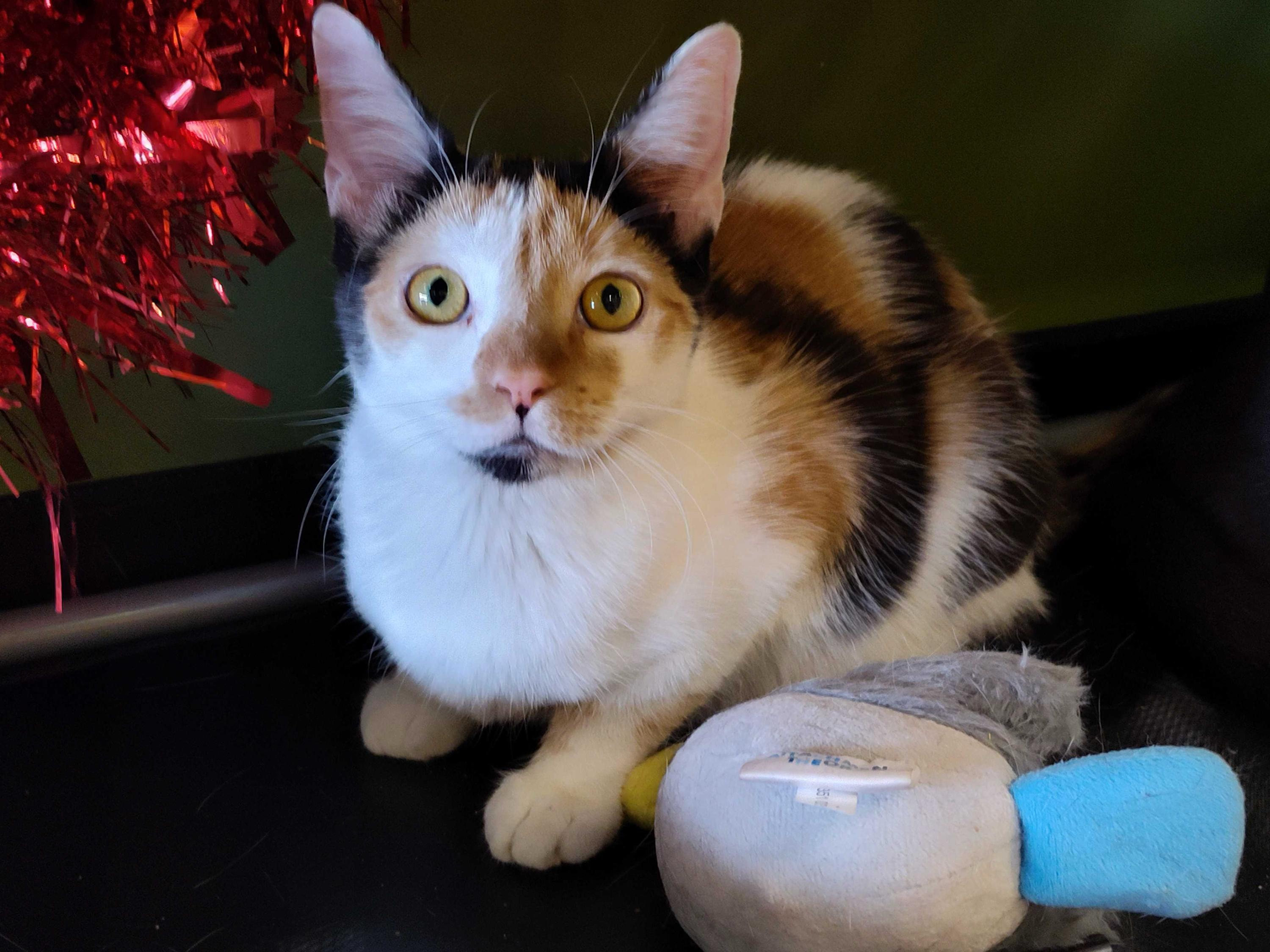 Allspice *Bonded Pair*