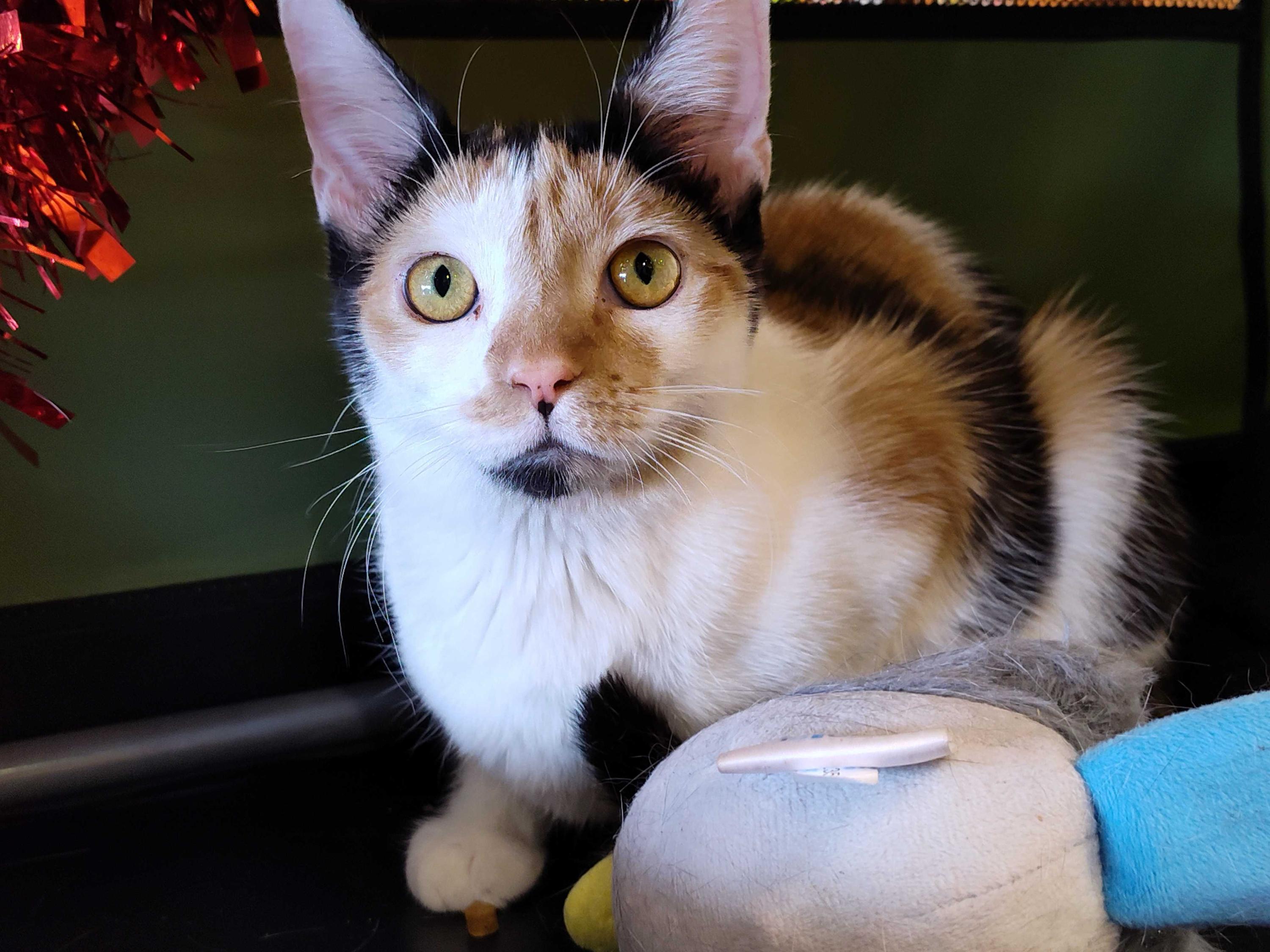 Allspice *Bonded Pair*