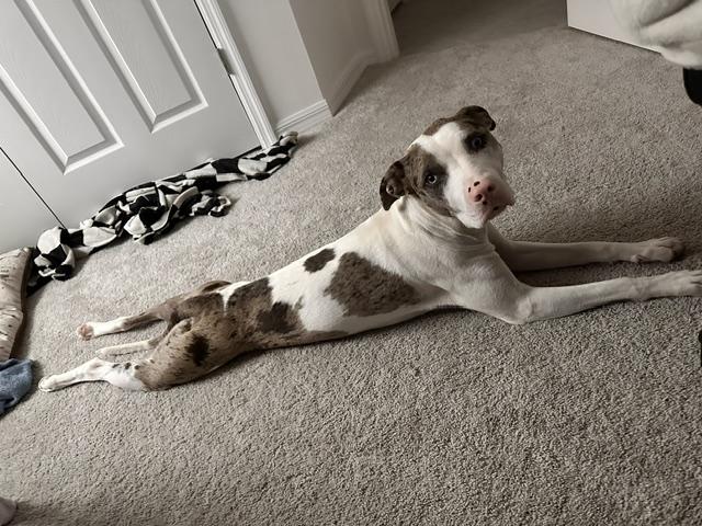 Enlarge Skye, an adoptable mixed breed in Maitland, FL image 1/2