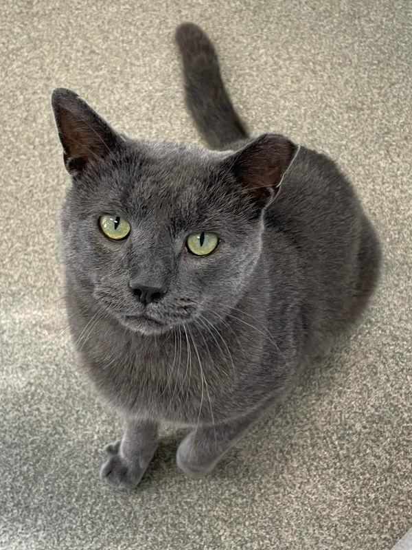 Wombat, Adoptable, Adult Male Domestic Short Hair.