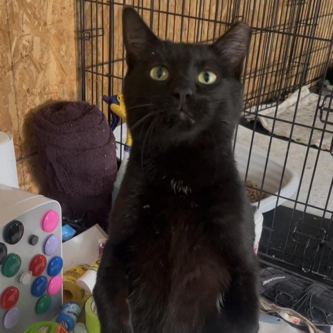 Enlarge Santiago, a ADOPTABLE Domestic Short Hair in Kent, OH image 1/6