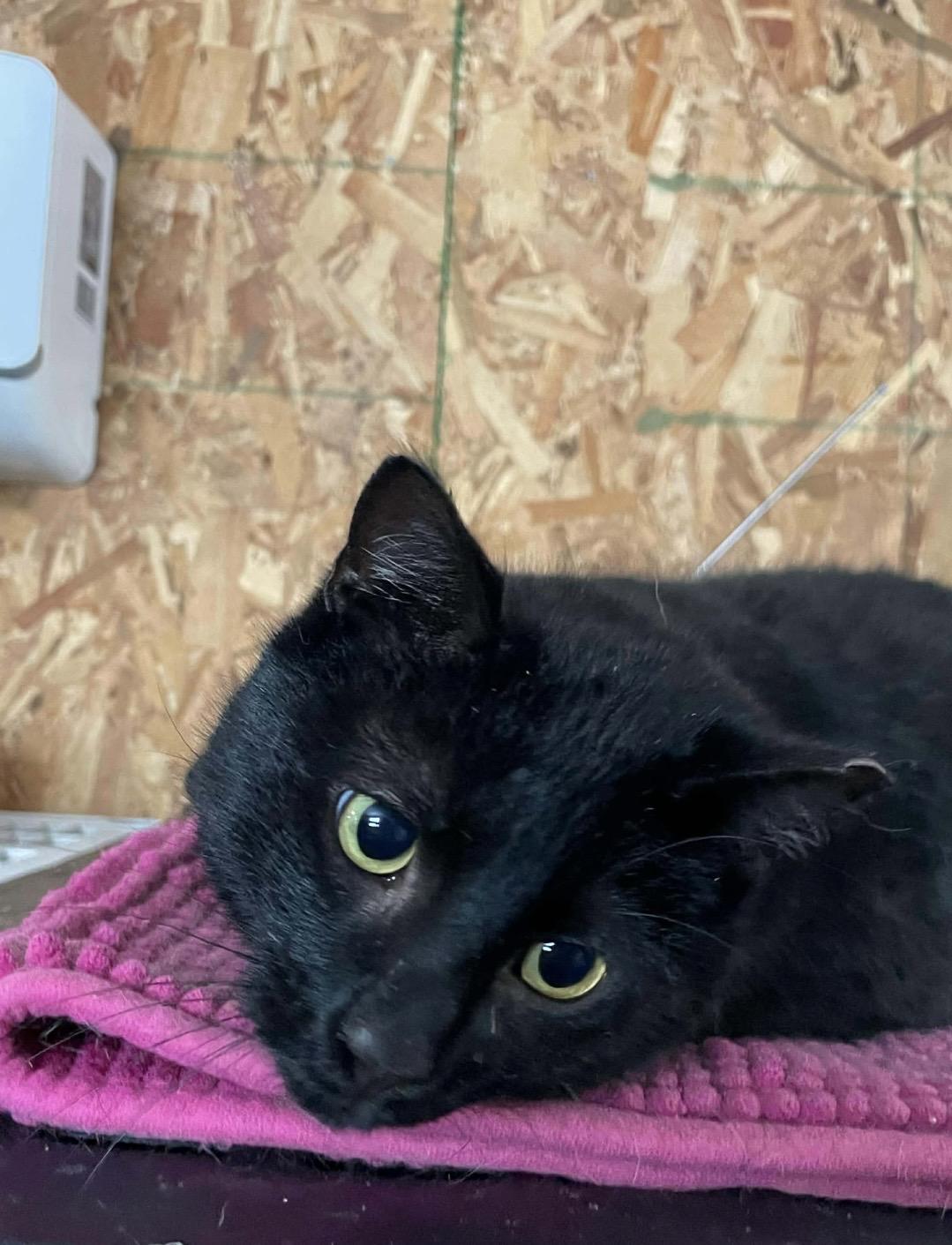 Enlarge Santiago, a ADOPTABLE Domestic Short Hair in Kent, OH image 6/6