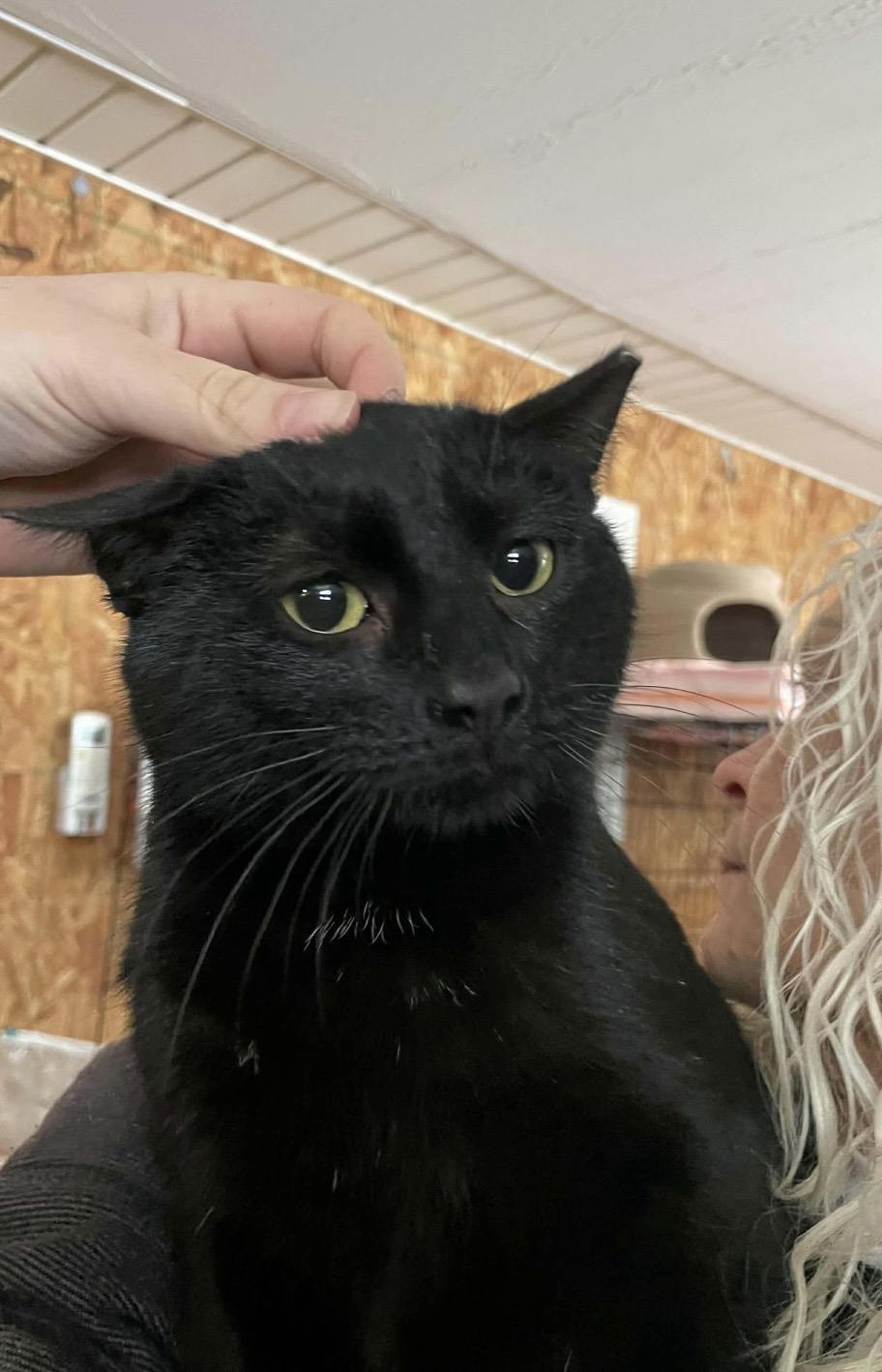 Enlarge Santiago, a ADOPTABLE Domestic Short Hair in Kent, OH image 5/6
