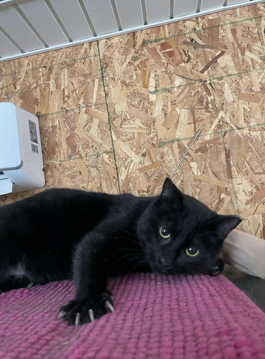 Enlarge Santiago, a ADOPTABLE Domestic Short Hair in Kent, OH image 4/6