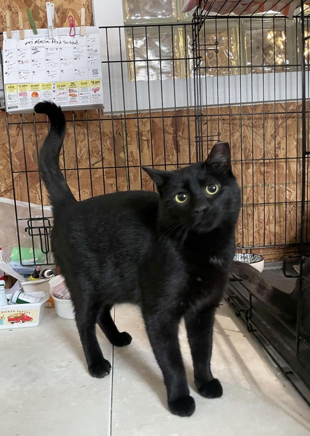 Enlarge Santiago, a ADOPTABLE Domestic Short Hair in Kent, OH image 3/6
