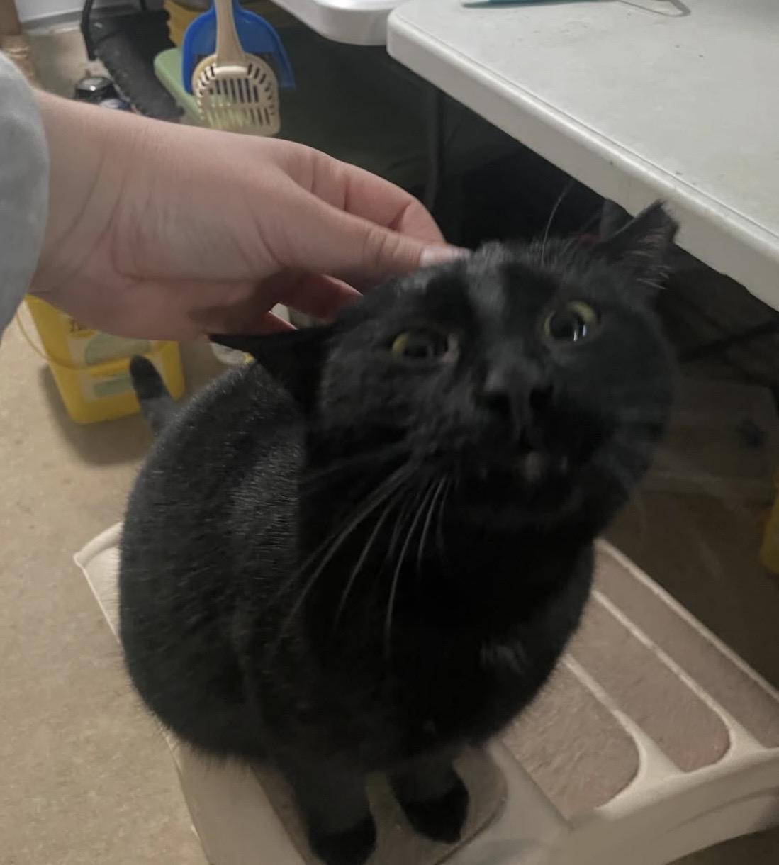 Enlarge Santiago, a ADOPTABLE Domestic Short Hair in Kent, OH image 2/6