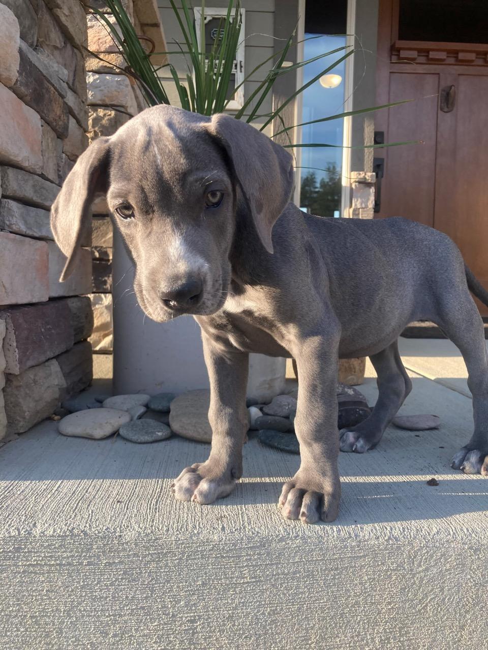 Enlarge Bentley, an adopted mixed breed in Red Lodge, MT image 1/2