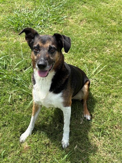 Enlarge LOLA, a Adoptable mixed breed in Forney, TX image 1/1
