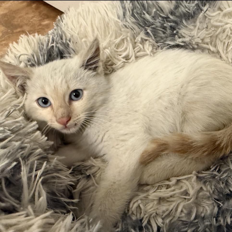 Enlarge Valen, a Adoptable Siamese in Missouri City, TX image 1/1