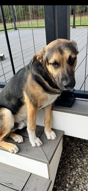 Enlarge BUBBA, a Adoptable mixed breed in Newaygo, MI image 1/1