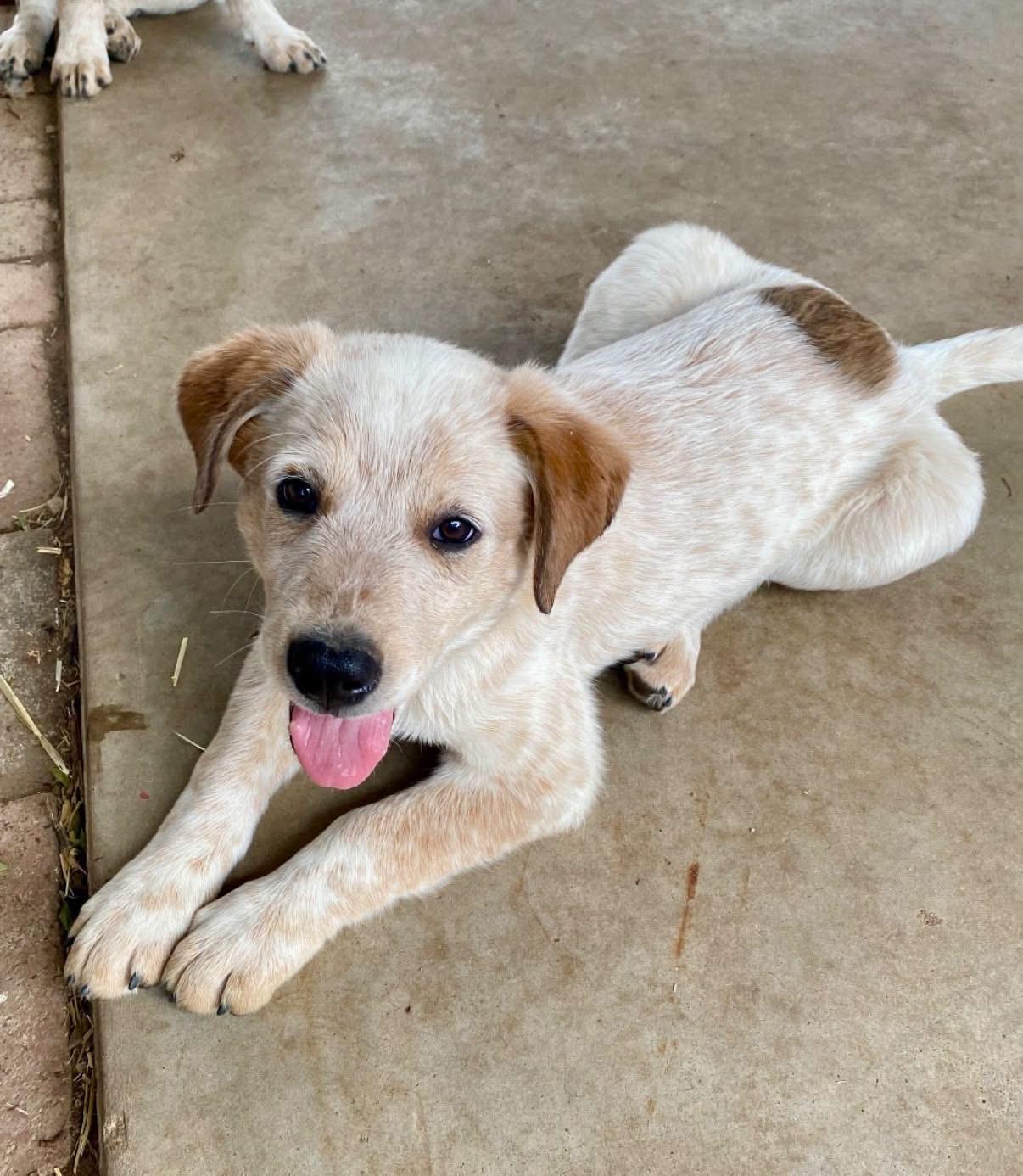 Biscuit, ADOPTABLE, Puppy Male Australian Cattle Dog / Blue Heeler & Australian Shepherd.