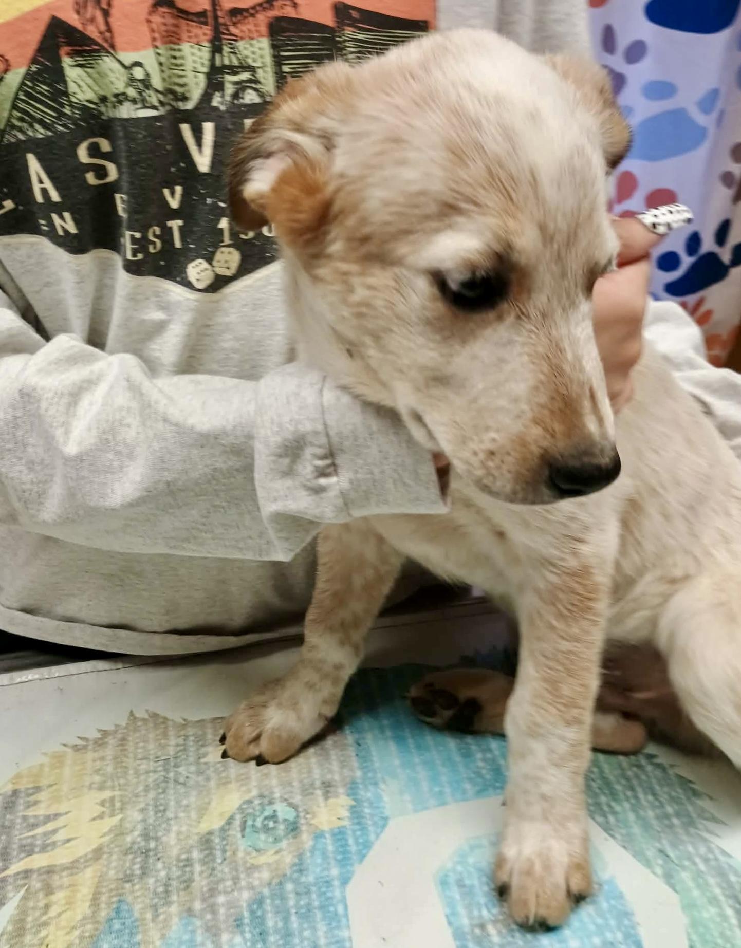Enlarge Biscuit, a ADOPTABLE mixed breed in Glenolden, PA image 3/6