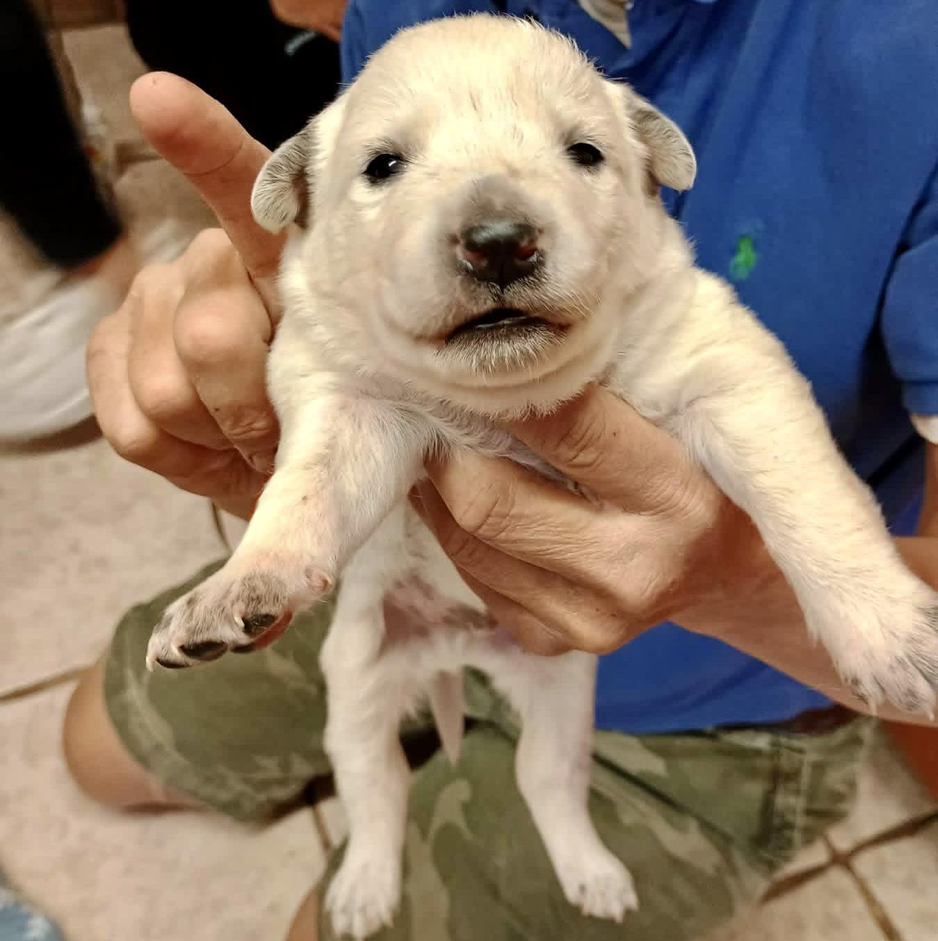 Enlarge Biscuit, a ADOPTABLE mixed breed in Glenolden, PA image 6/6