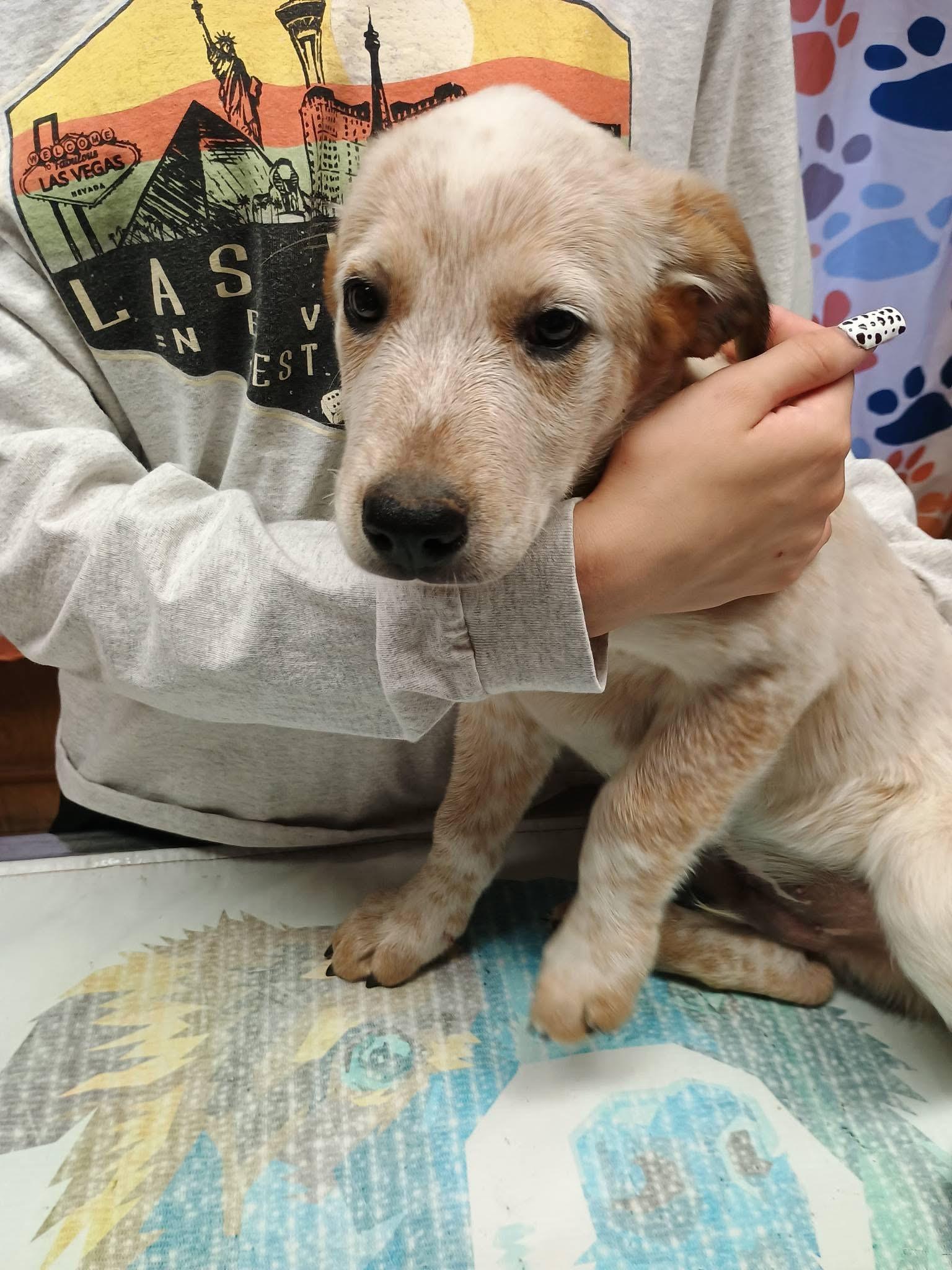 Enlarge Biscuit, a ADOPTABLE mixed breed in Glenolden, PA image 2/6