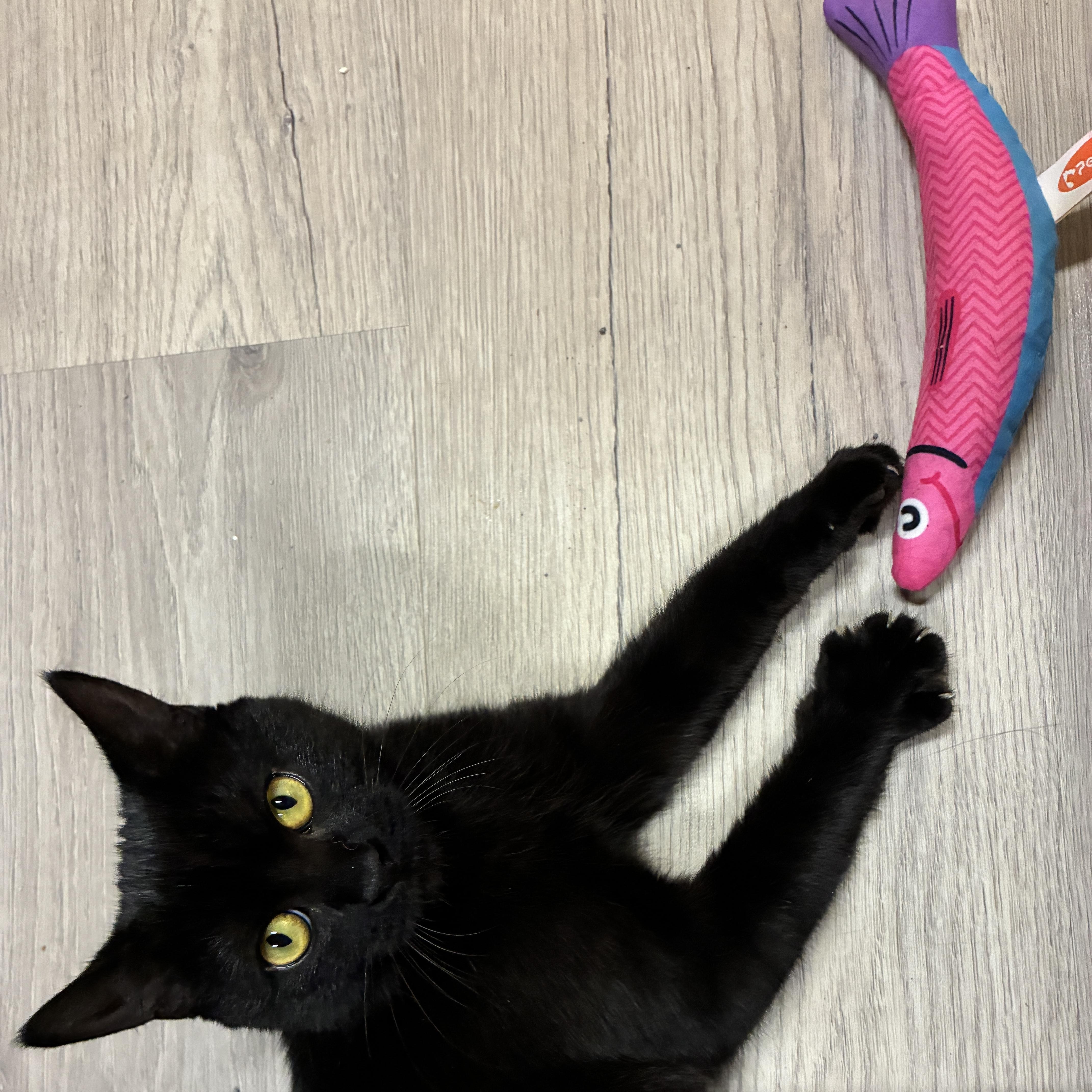 Enlarge Destiny, a Adoptable Bombay in Medford, MA image 4/4
