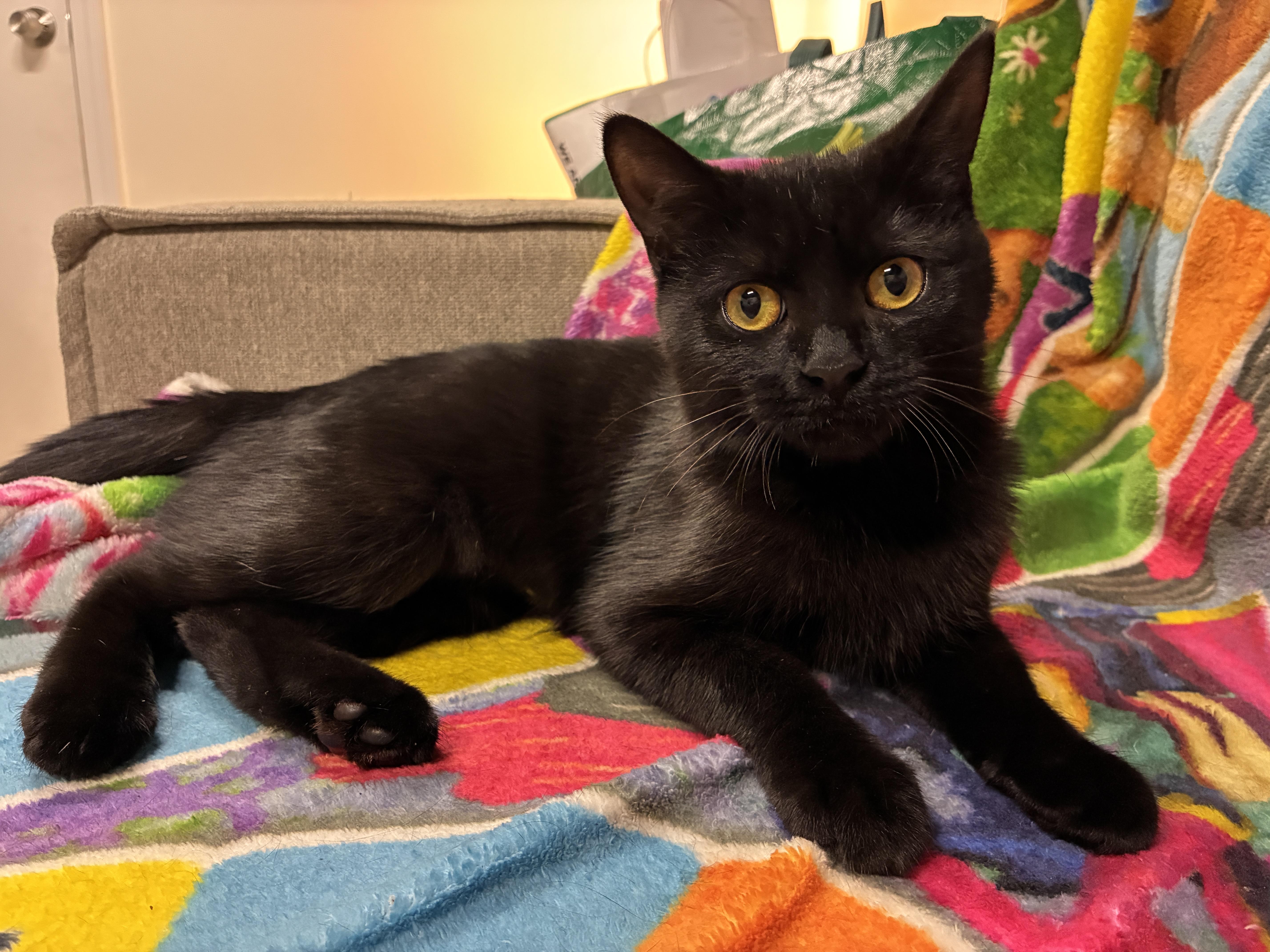 Enlarge Destiny, a Adoptable Bombay in Medford, MA image 1/4
