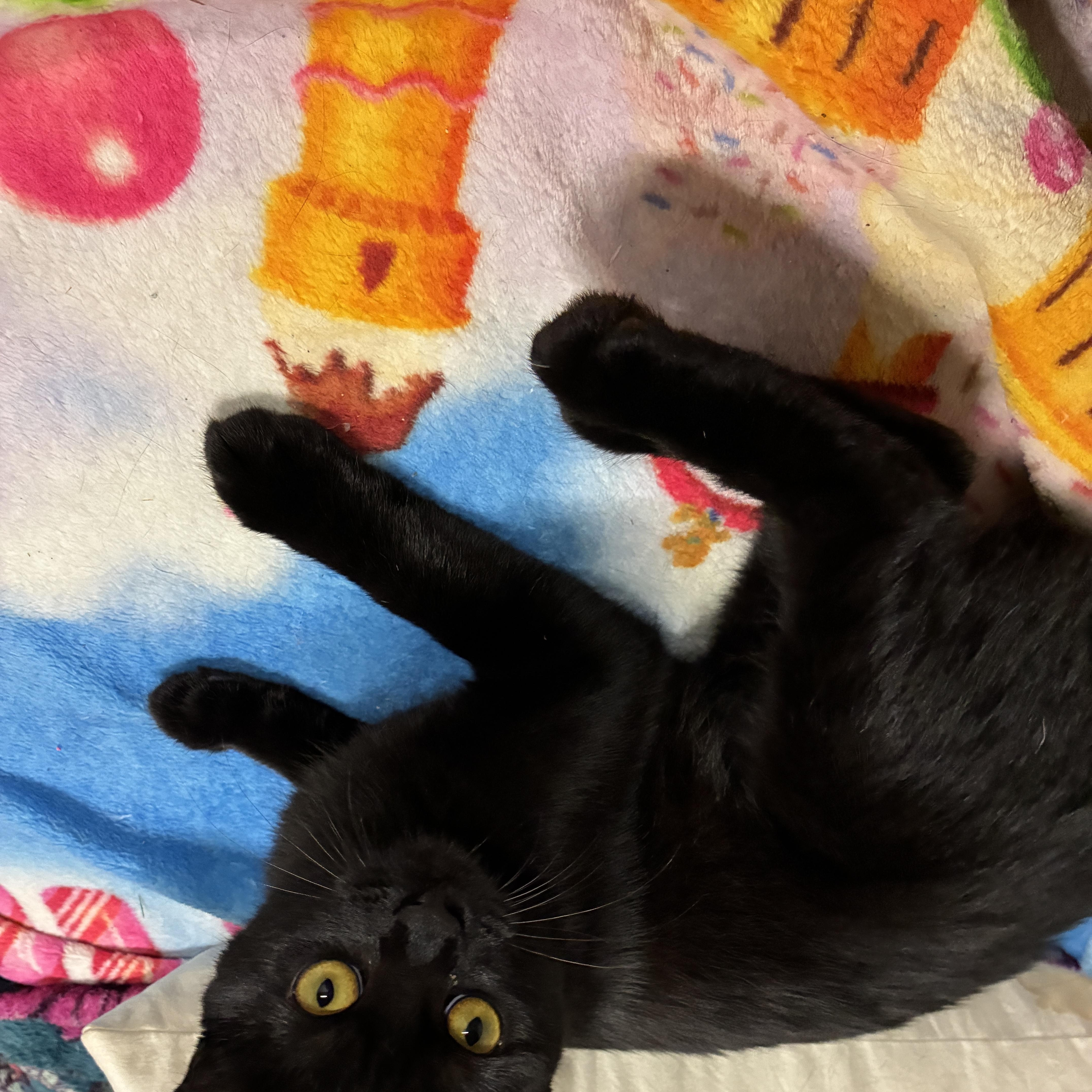 Enlarge Destiny, a Adoptable Bombay in Medford, MA image 3/4