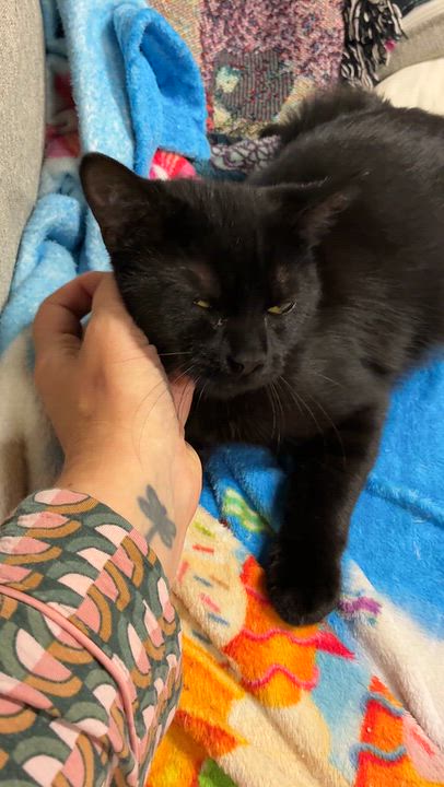 Enlarge Destiny, a Adoptable Bombay in Medford, MA video 2/4